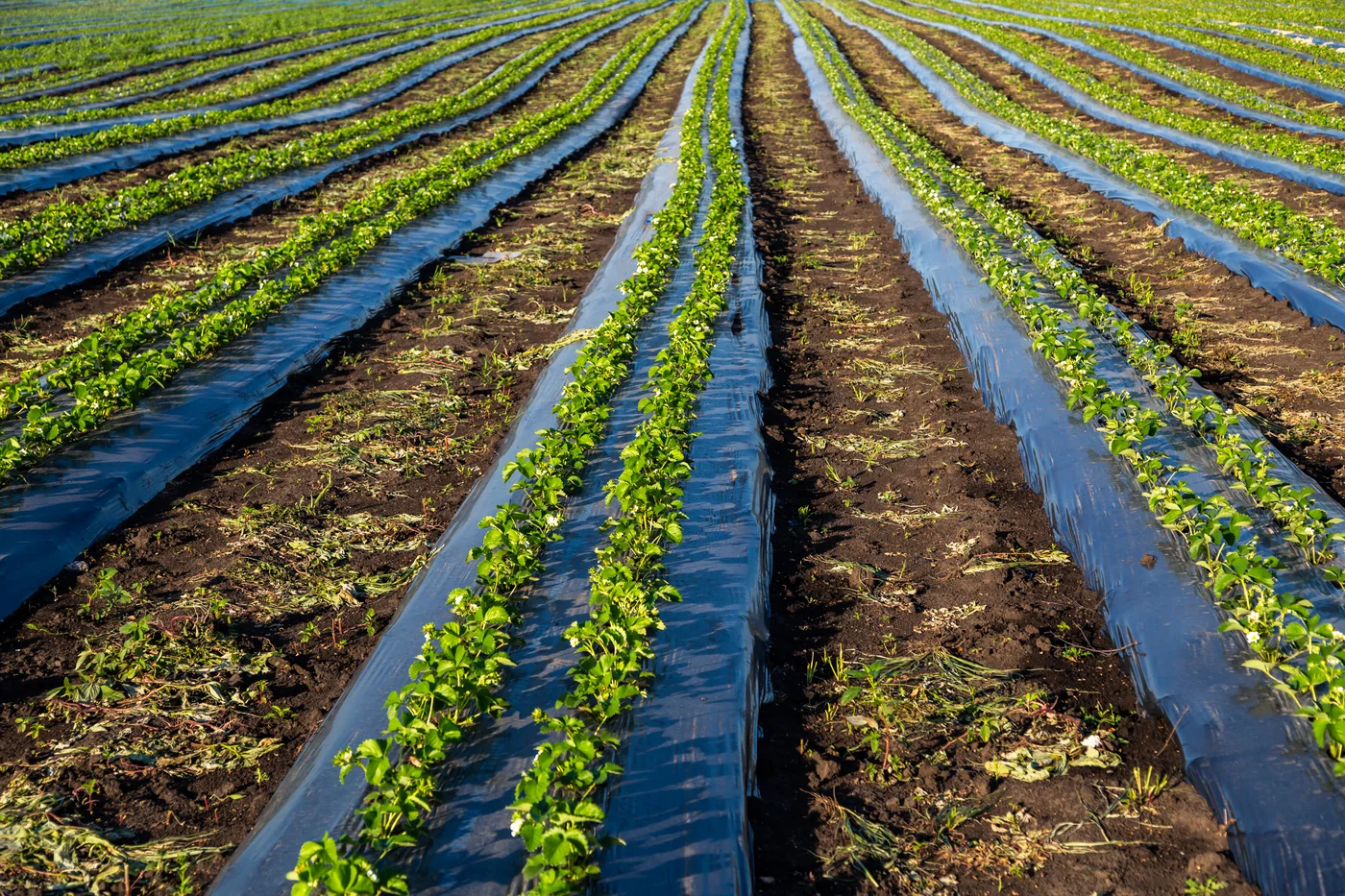 Telo agrotessile in campo