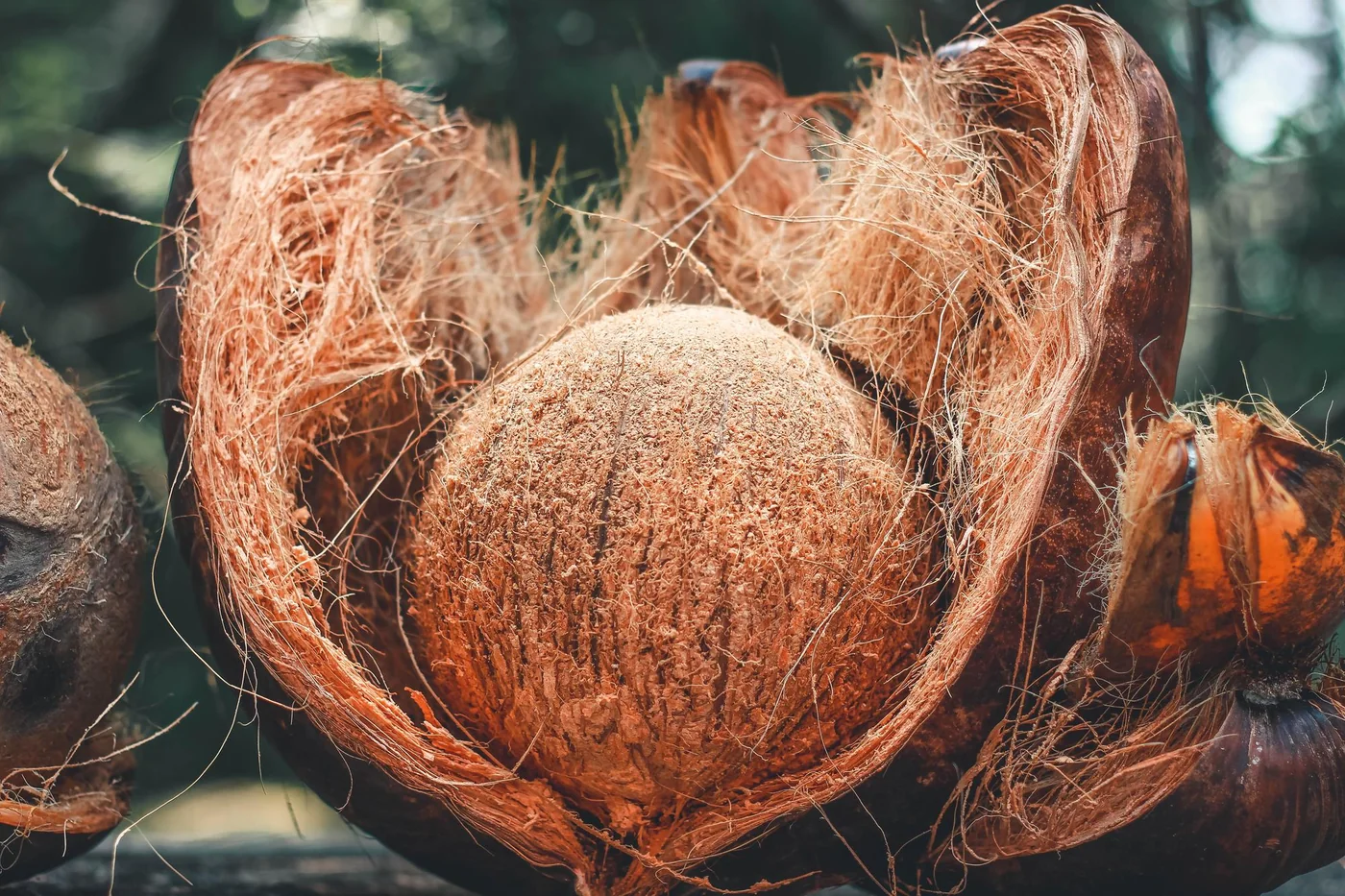Fibra di cocco