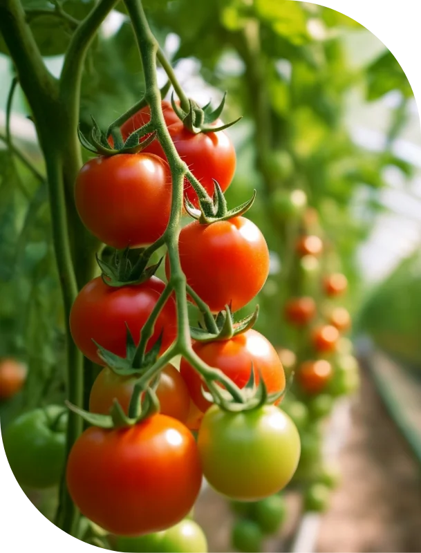 Coltivazione di pomodori in serra